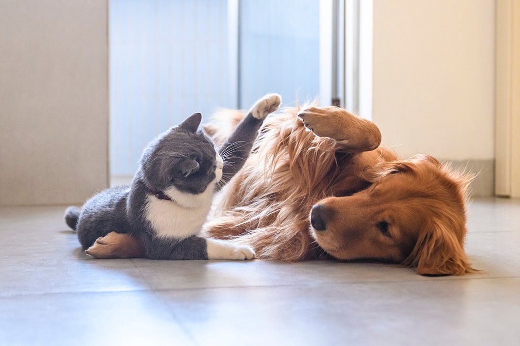 Pet Supplies